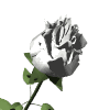 white rose md wht
