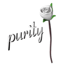 white rose open meaning purity md wht