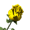 yellow rose md wht