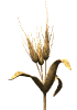 wheat wave md wht