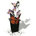butterfly and flowers md wht