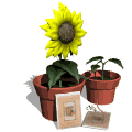 growing sunflower plants md wht
