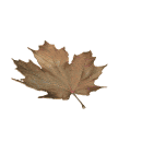 maple leaf brown falling md wht