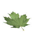 maple leaf falling md wht