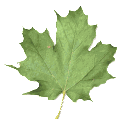 maple leaf shake md wht