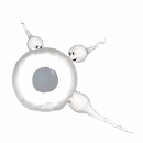 spermy trying to get in egg md wht