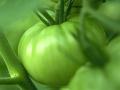 GreenTomatoes