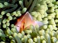 fish10