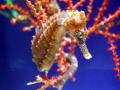 seahorse