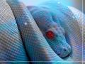 snake eyes