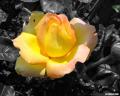 yellowrose