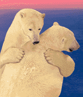 orso048