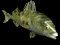 pesce055