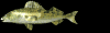 pesce093