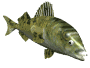 pesce133