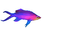 pesce145