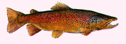 pesce146
