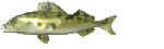pesce149