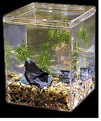 pesce193