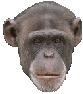 scimmia018