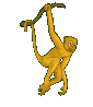 scimmia020