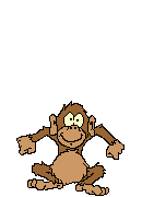 scimmia024