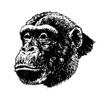 scimmia030