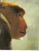 scimmia033