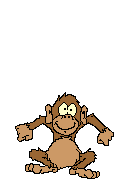 scimmia037