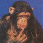 scimmia049