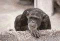 scimmia059