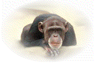scimmia065
