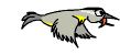 uccello038