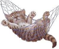 chatonhamac