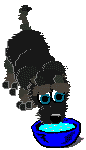 chien9