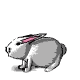lapin5