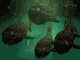 poisson4