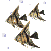 poisson6