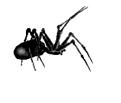 spider7a
