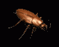 ROACH ~14